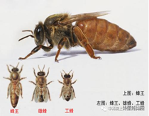 9月13日9点00至11点30蜜蜂王国——蜜蜂